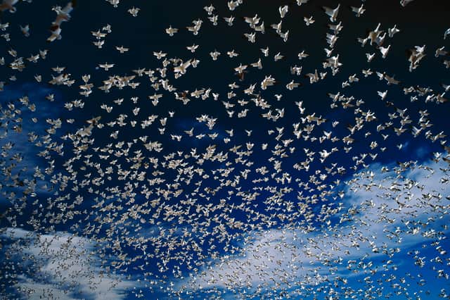 Snow Goose - polarised sky
Anser caerulescens
Bosque del Apache NWR
New Mexico, USA
BI003759