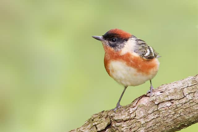 Bay Breasted Warbler - male Setophaga castanea
Magee Marsh, Ohio, USA
BI36391