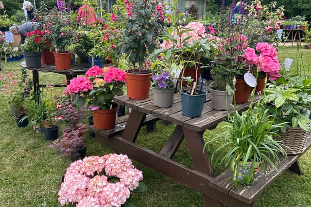 Plant Sale