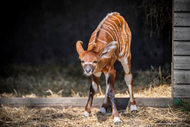 Baby Bongo