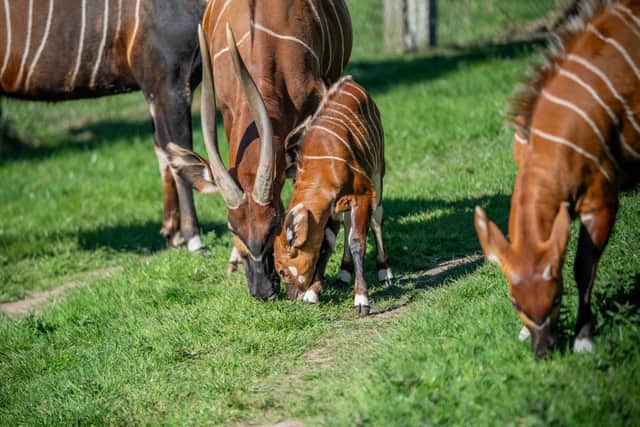 Baby Bongo with family