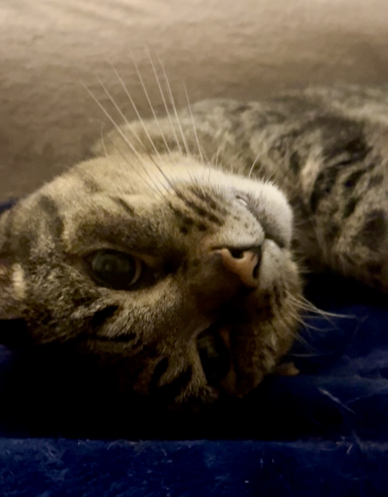 Cats Protection: Rehoming Suki and Kali
