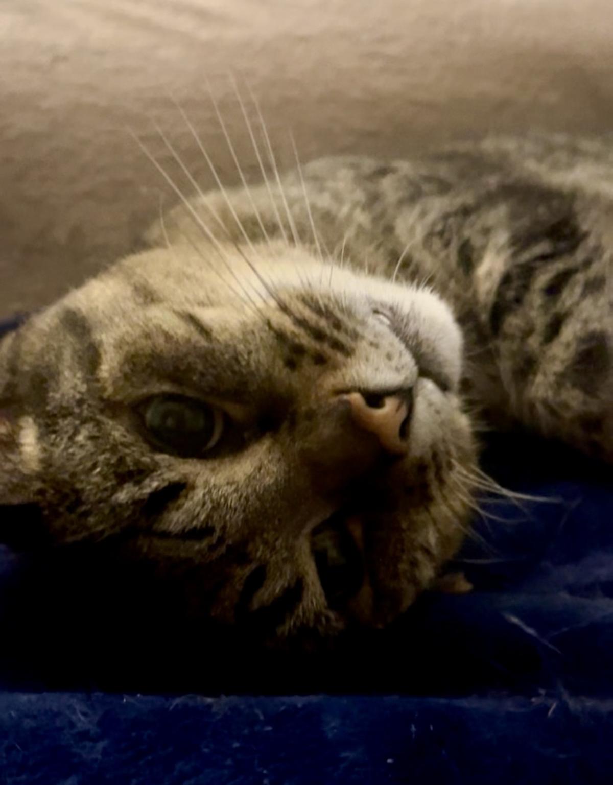 Cats Protection: Rehoming Suki and Kali
