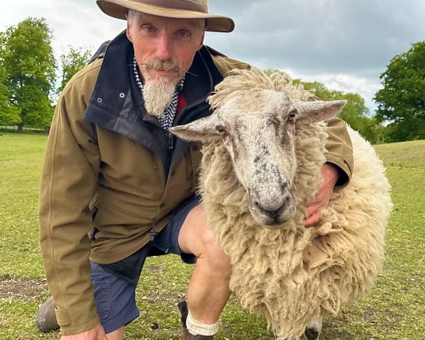 Tuck the shepherd will be shearing sheep at Willows Activity Farm this weekend