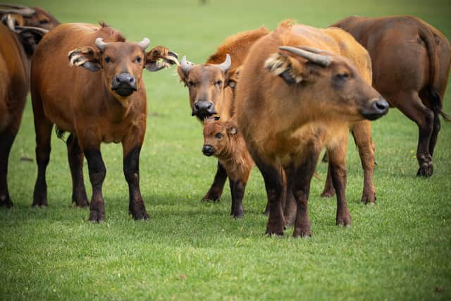 Baby Buffalo
