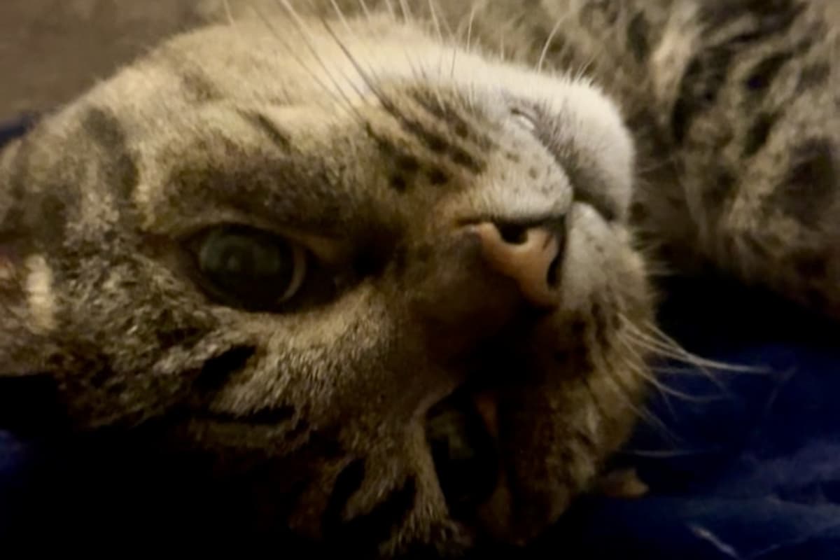 Cats Protection: Rehoming Suki and Kali