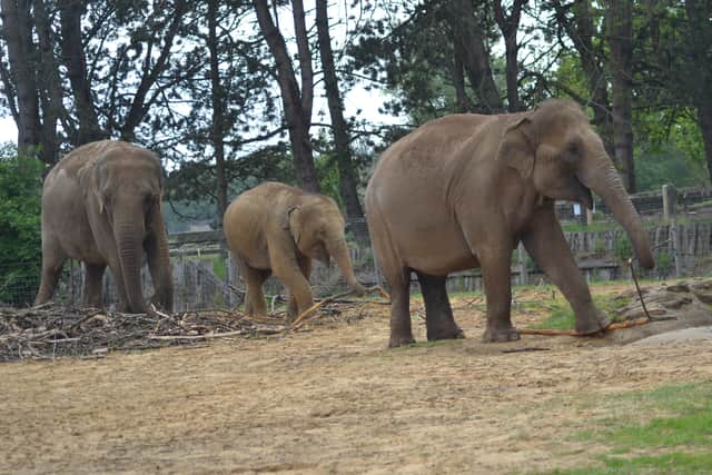 A walk on the wild side at Whipsnade Zoo