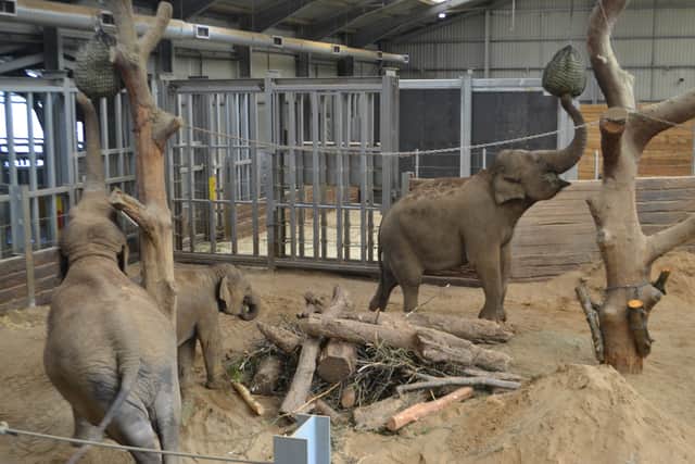 VIP elephant experience at Whipsnade Zoo
