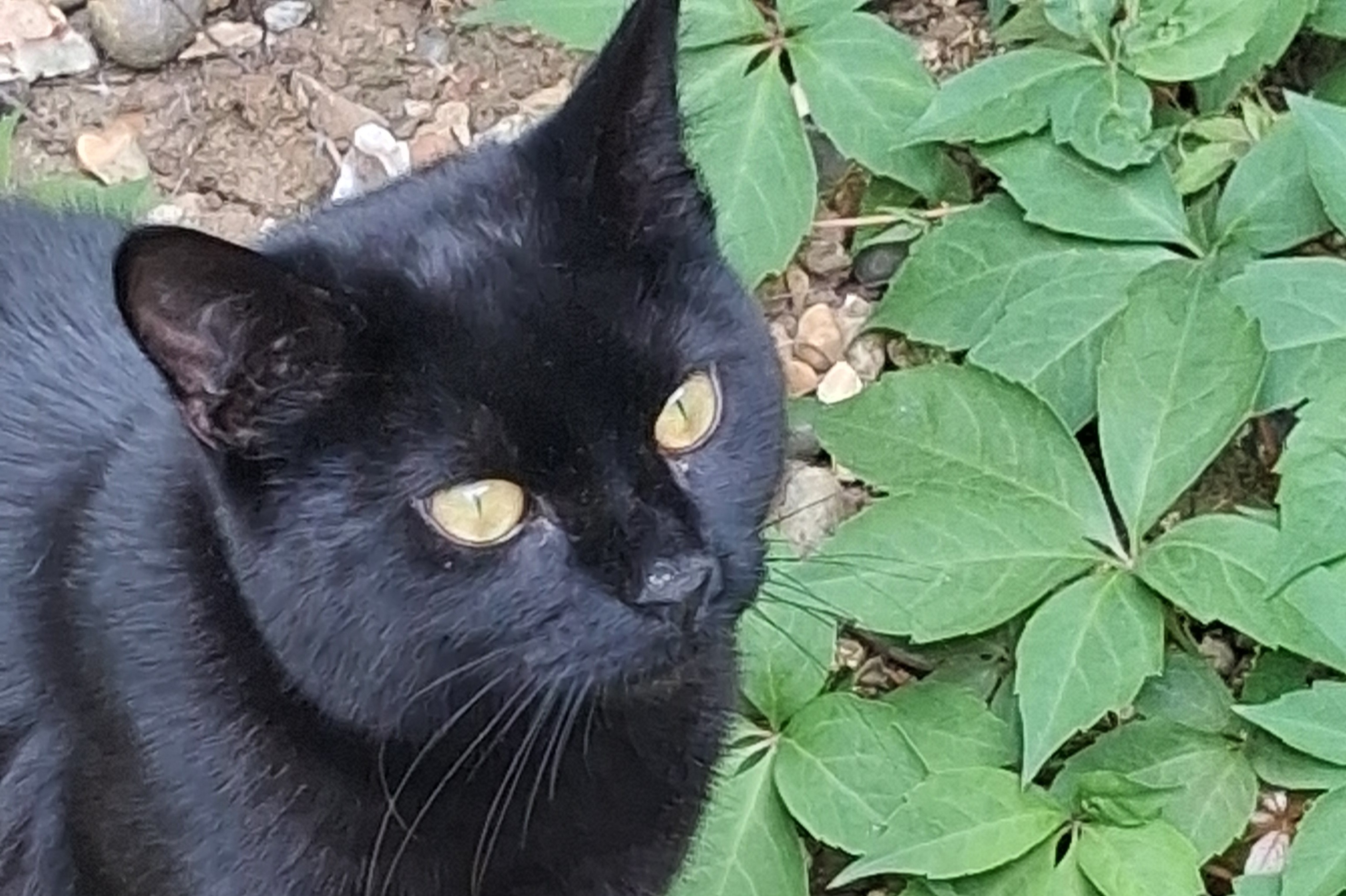 Katzenschutz: Jet sucht ein neues Zuhause