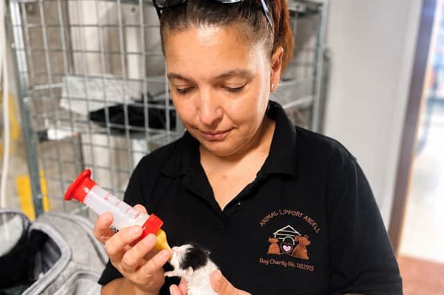 Animal Support Angels