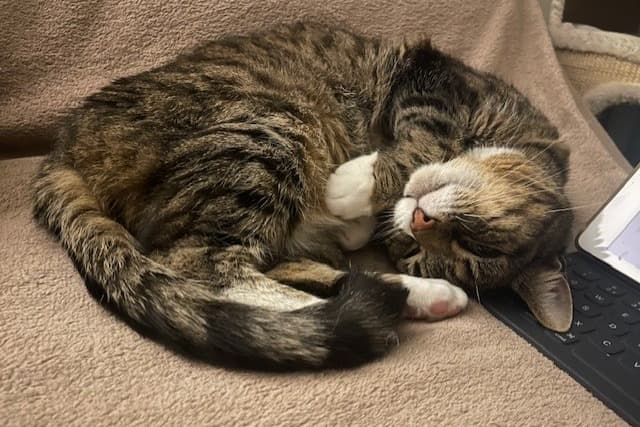 Cats Protection: Rehoming Suki and Kali