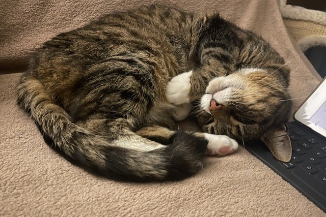 Cats Protection: Rehoming Suki