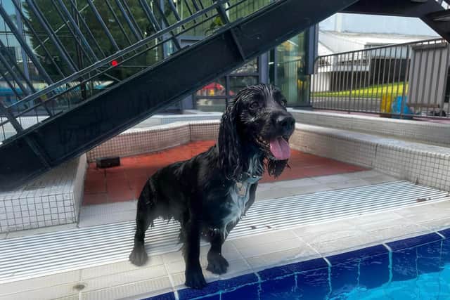 Doggy Splash 2026 is taking place across five days in September