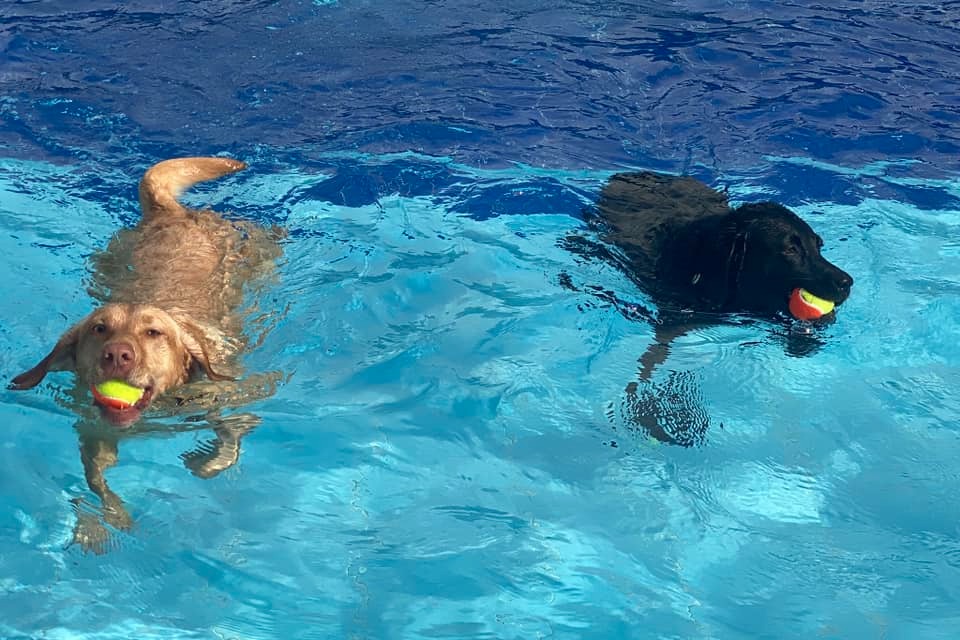 Hemel Hempsteads Doggy Splash kehrt zum fünften Mal zurück.