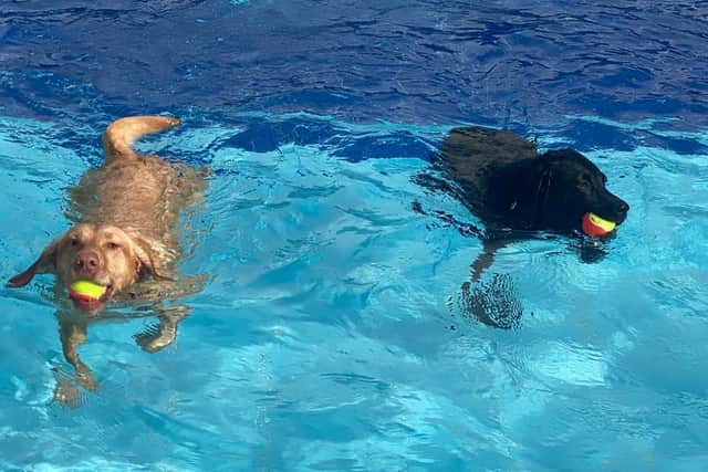 Doggy Splash at Hemel Hempstead Leisure Centre returns for its fifth year