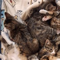 Cats Protection: Rehoming kittens