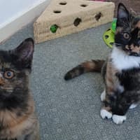Cats Protection: Rehoming Chestnut and Hazel