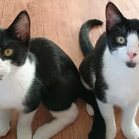 Dacorum cat charity looks for loving new home for two kittens