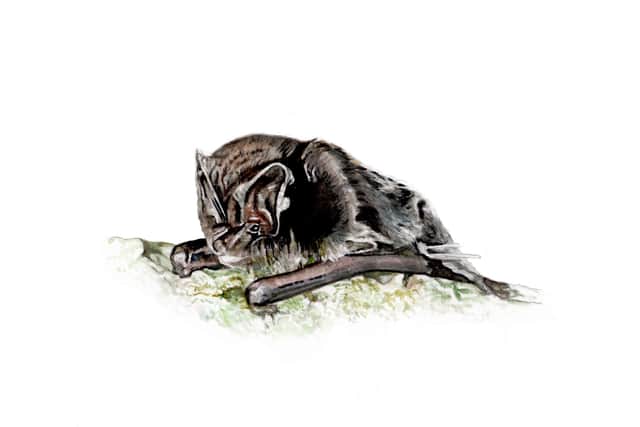 An illustration of the rare barbastelle bat, which has been recorded at the Serge Hill Project near Hemel Hempstead and is set to benefit from new conservation work.