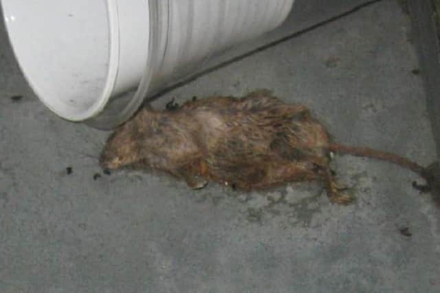 Dead mouse found beneath a drinks cooler
