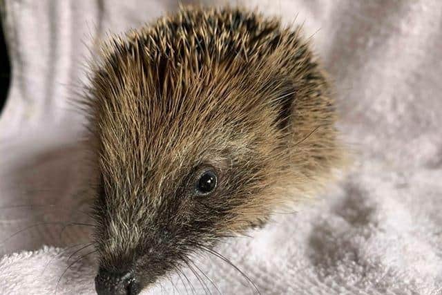 One of the hedgehogs at The Spikey Sanctuary