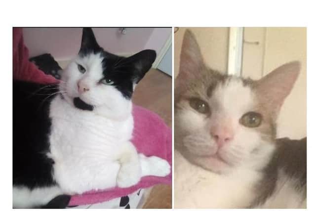 Meet Jayz and Chloe - could you give one of these beautiful, loving cats a home?