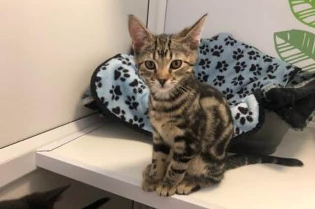 Frankie the kitten is looking for a home this week. Photo: RSPCA