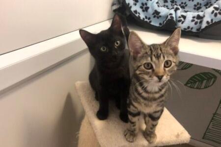 These four-month-old kittens are all up for adoption this week. They love company and would like you to be around a good part of the day, and can happily live with children and a friendly dog.