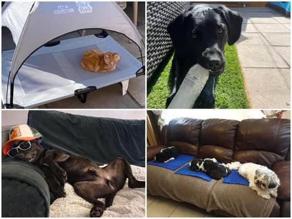 This is how you have been keeping your pets cool during the heatwave