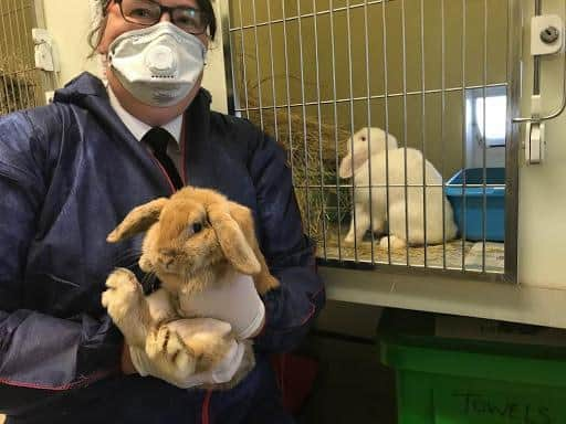 An abandoned rabbit (C) RSPCA