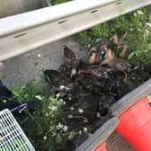 RSPCA, Hertfordshire Policee and highways officers work together to round-up and rescue huge group of ducks stranded on busy motorway (C) RSPCA