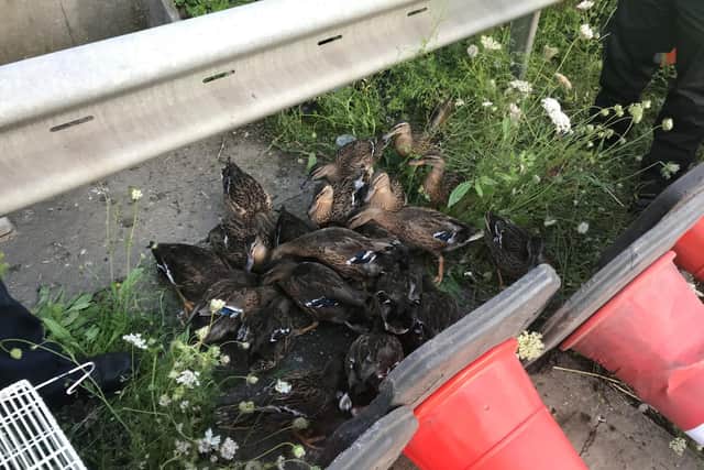 RSPCA, Hertfordshire Policee and highways officers work together to round-up and rescue huge group of ducks stranded on busy motorway (C) RSPCA