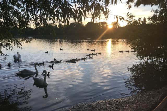 the ducks were taken to Rickmansworth Aquadrome (C) RSPCA