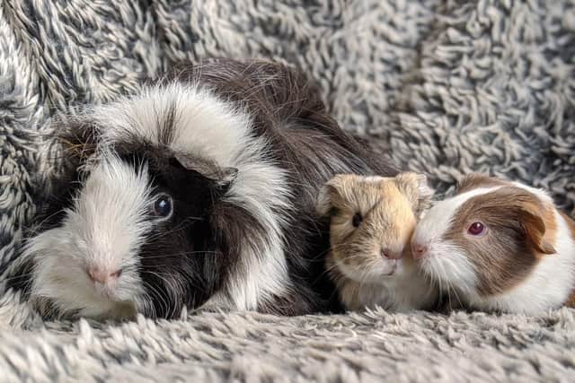 This Guinea Pig Appreciation Day the charity is highlighting the importance of neutering small pets (C) RSPCA