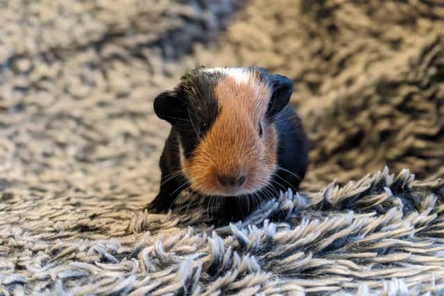 This Guinea Pig Appreciation Day the charity is highlighting the importance of neutering small pets (C) RSPCA