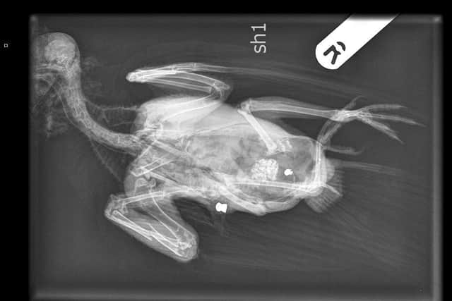 RSPCA appeals for information after wood pigeon is shot with air gun (C) RSPCA