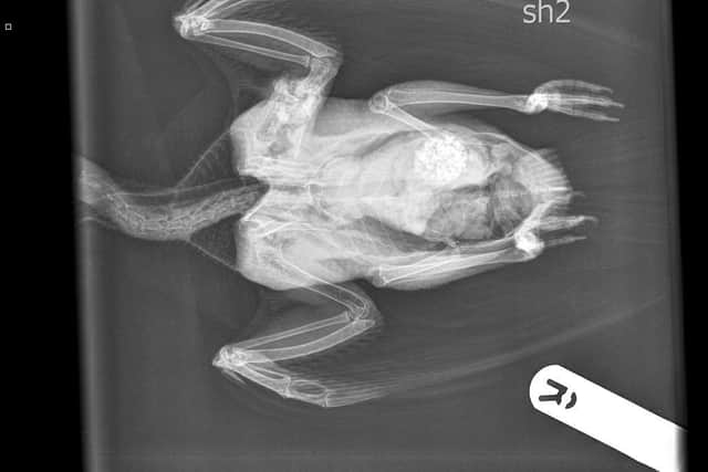 RSPCA appeals for information (C) RSPCA