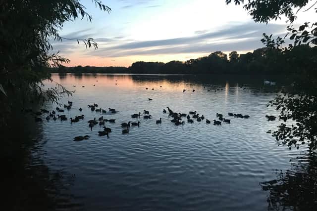 One of the rescues in Hertfordshire was 60 ducks who had strayed onto the M25 (C) RSPCA