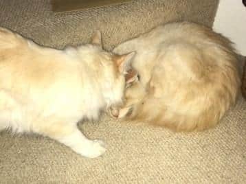 Yeti and Cloud have been reunited with their family