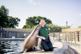 Zookeeper Alex Pinnell with sea lions at Whipsnade Zoo (C) ZSL Will Amlot