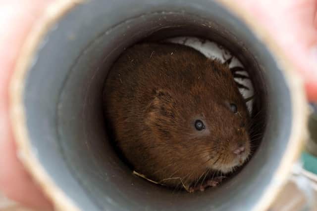 Water vole ready for release