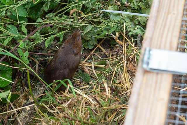 Newly released water vole