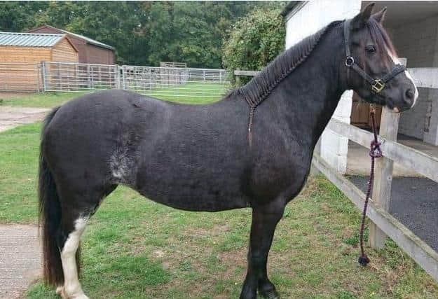 Poppet was born in RSPCA care in 2016 after her mum was rescued by RSPCA Inspectors (C) RSPCA