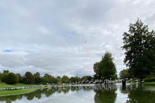 A photo of seagulls enjoying the flooded Gadebridge Park (C) Jonathan Culverhouse