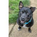 Bruno is looking for a home (C) RSPCA