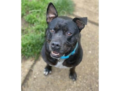 Bruno is looking for a home (C) RSPCA
