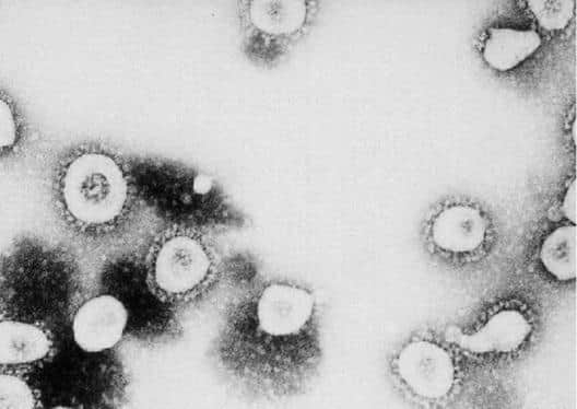 Coronavirus stock image