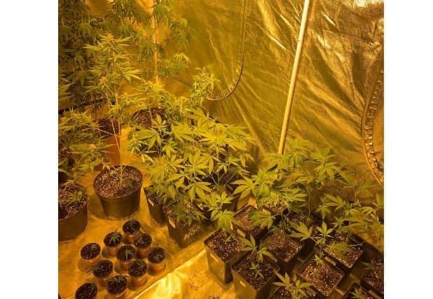 Officers seized more than 70 cannabis plants during the raids