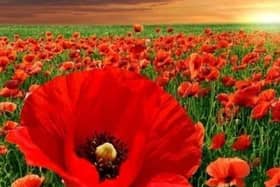 Dacorum care homes create poppy displays ahead of Remembrance Sunday