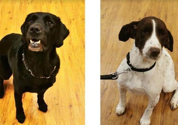 The specialist dogs, Rigby and Prince
